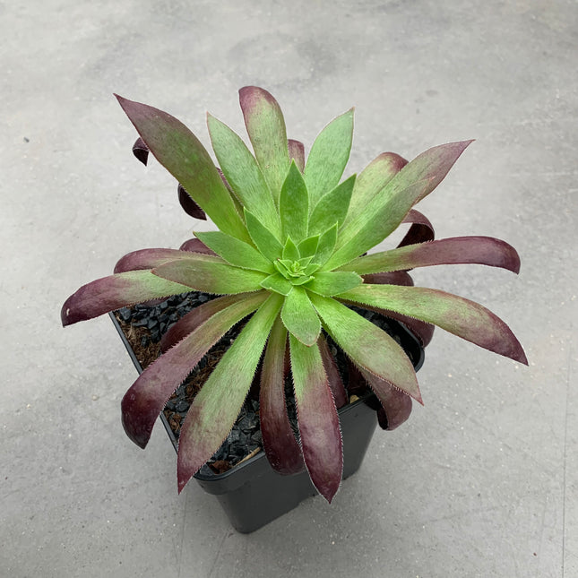 Aeonium ‘Black Magic’