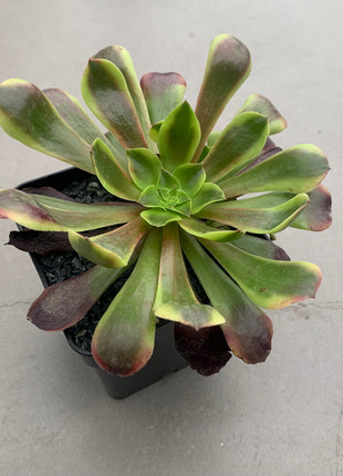 Aeonium Super Bang