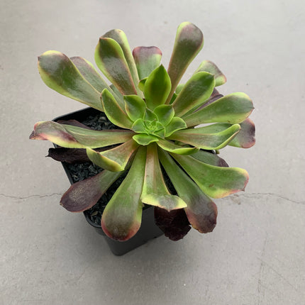 Aeonium Super Bang