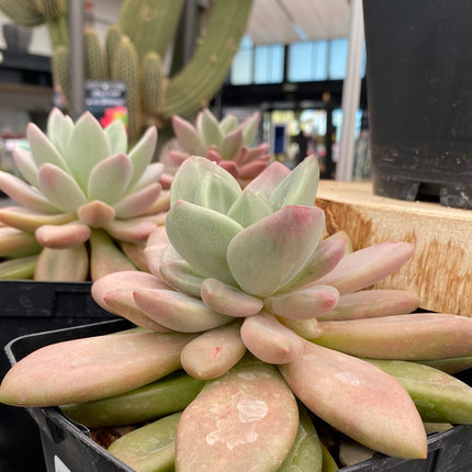 Pachyveria ‘Rossy Crow’