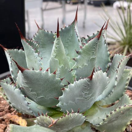 Agave potatorum “kichjokan”