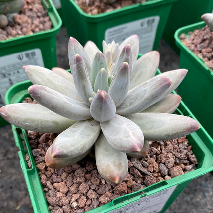 Pachyphytum compactum x Echeveria colorata