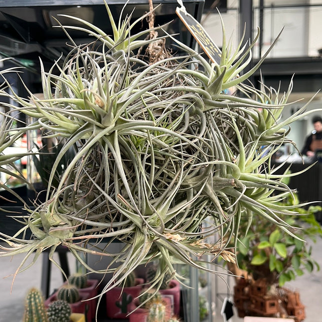 Tillandsia XXL