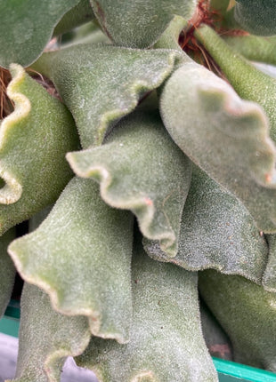 Adromischus cristatus