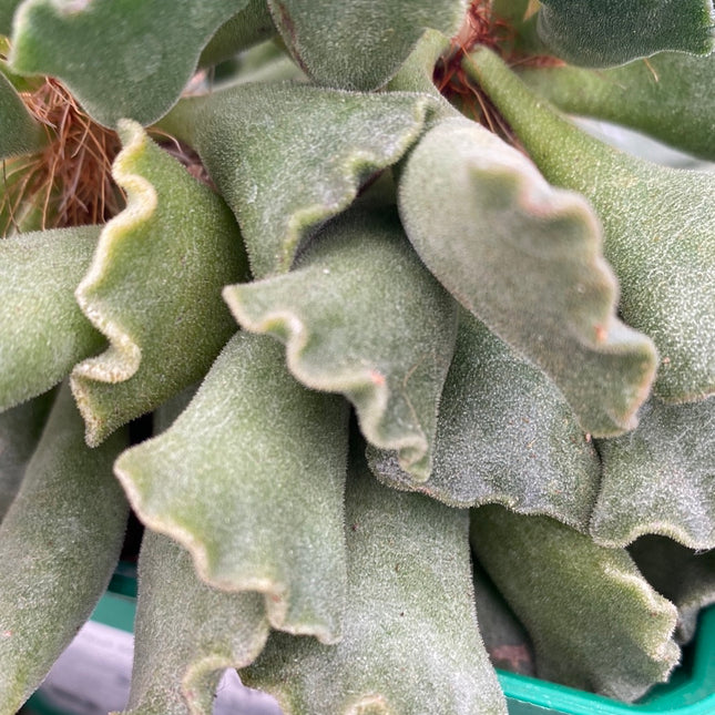 Adromischus cristatus var. cristatus | Adromisco crestado