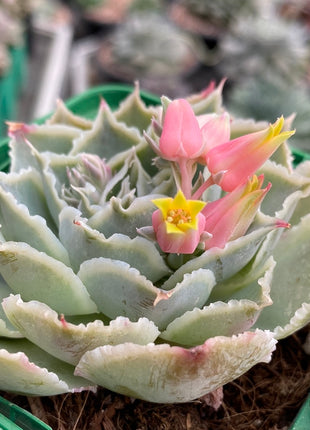 Echeveria simulans ´Laguna Sanchez´