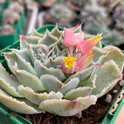 Echeveria simulans ´Laguna Sanchez´
