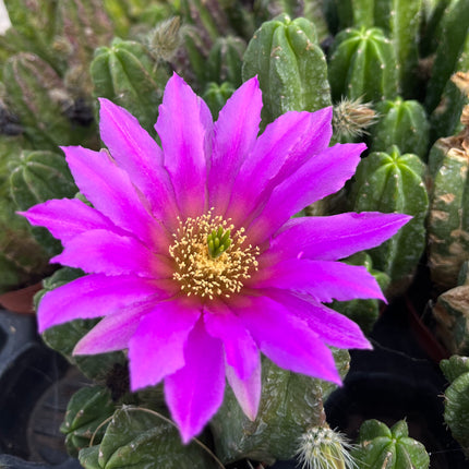 Echinocereus pentalophus