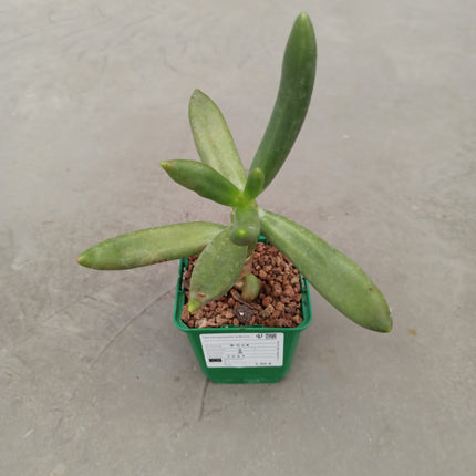 Pachyphytum viride ‘S’