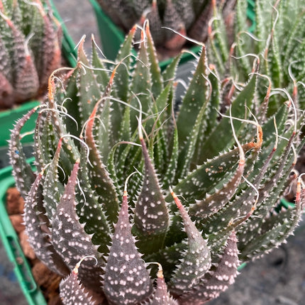 Aristaloe aristata
