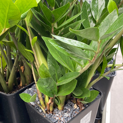 Zamioculca zamiifolia