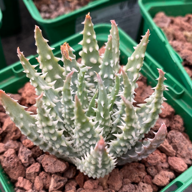 Aloe humilis