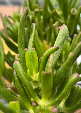 Crassula ovata "hobbit" (Orejas de Shrek)