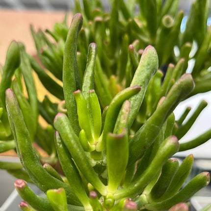 Crassula ovata "hobbit" (Orejas de Shrek)