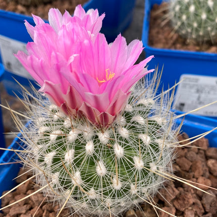 Thelocactus macdowellii