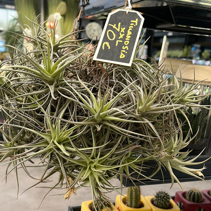 Tillandsia XXL