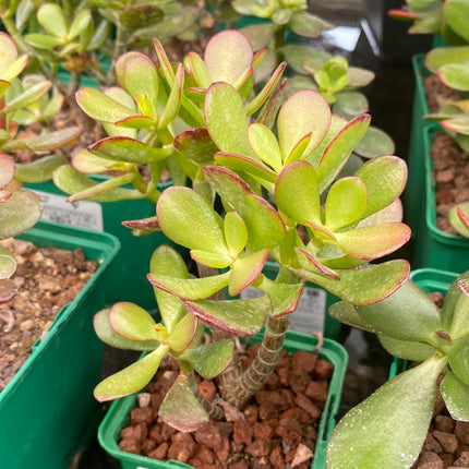 Crassula ovata