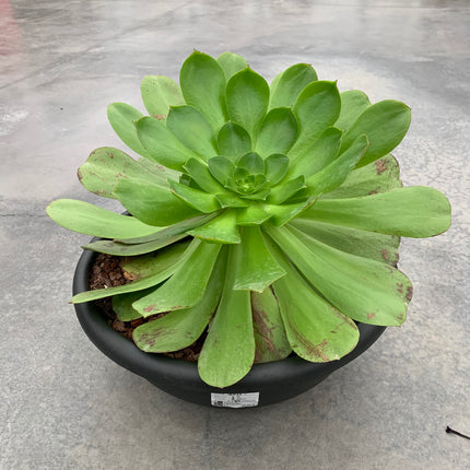 Aeonium undulatum