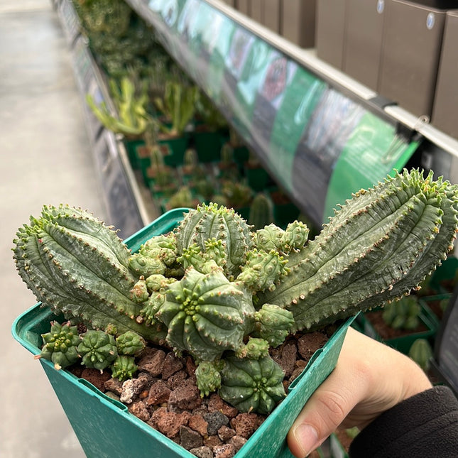 Euphorbia infausta