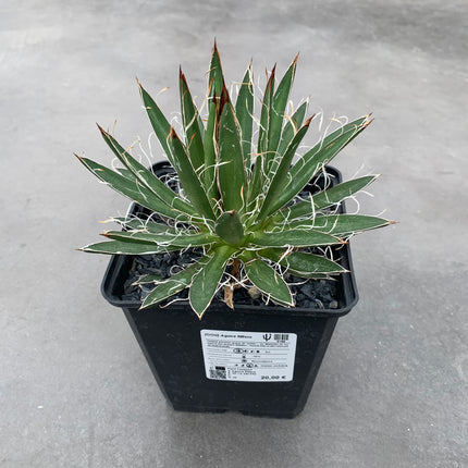 Agave filifera