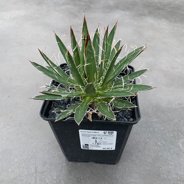 Agave filifera