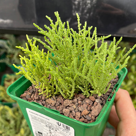 Crassula muscosa