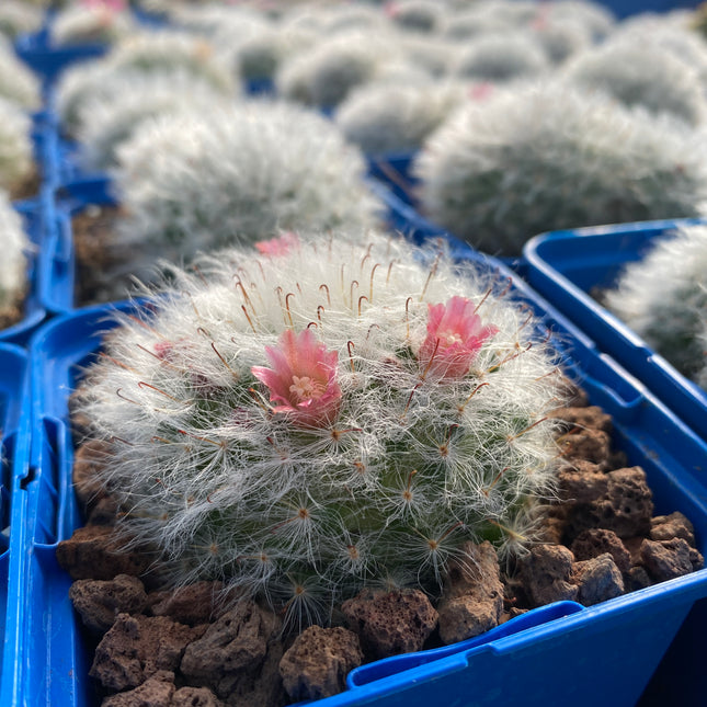 Mammillaria bocasana