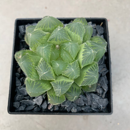 Haworthia cooperi var. dielsiana