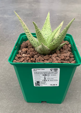 Aloe 'Lotus silver'
