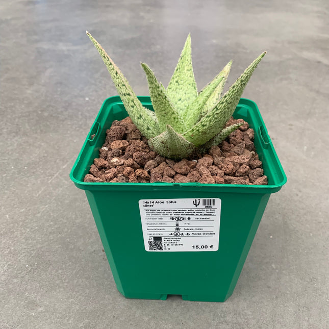 Aloe 'Lotus silver'