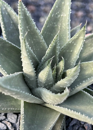x Gasteraloe 'Savannah'