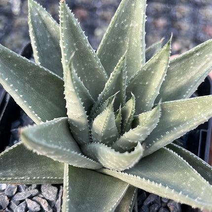 x Gasteraloe 'Savannah'