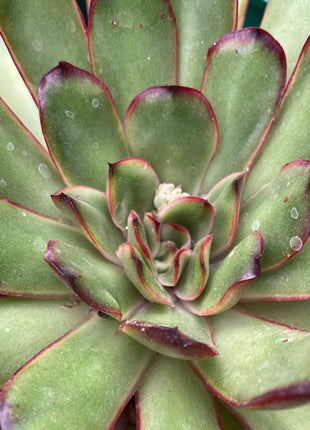 Echeveria polishis cv. Magma Pearl