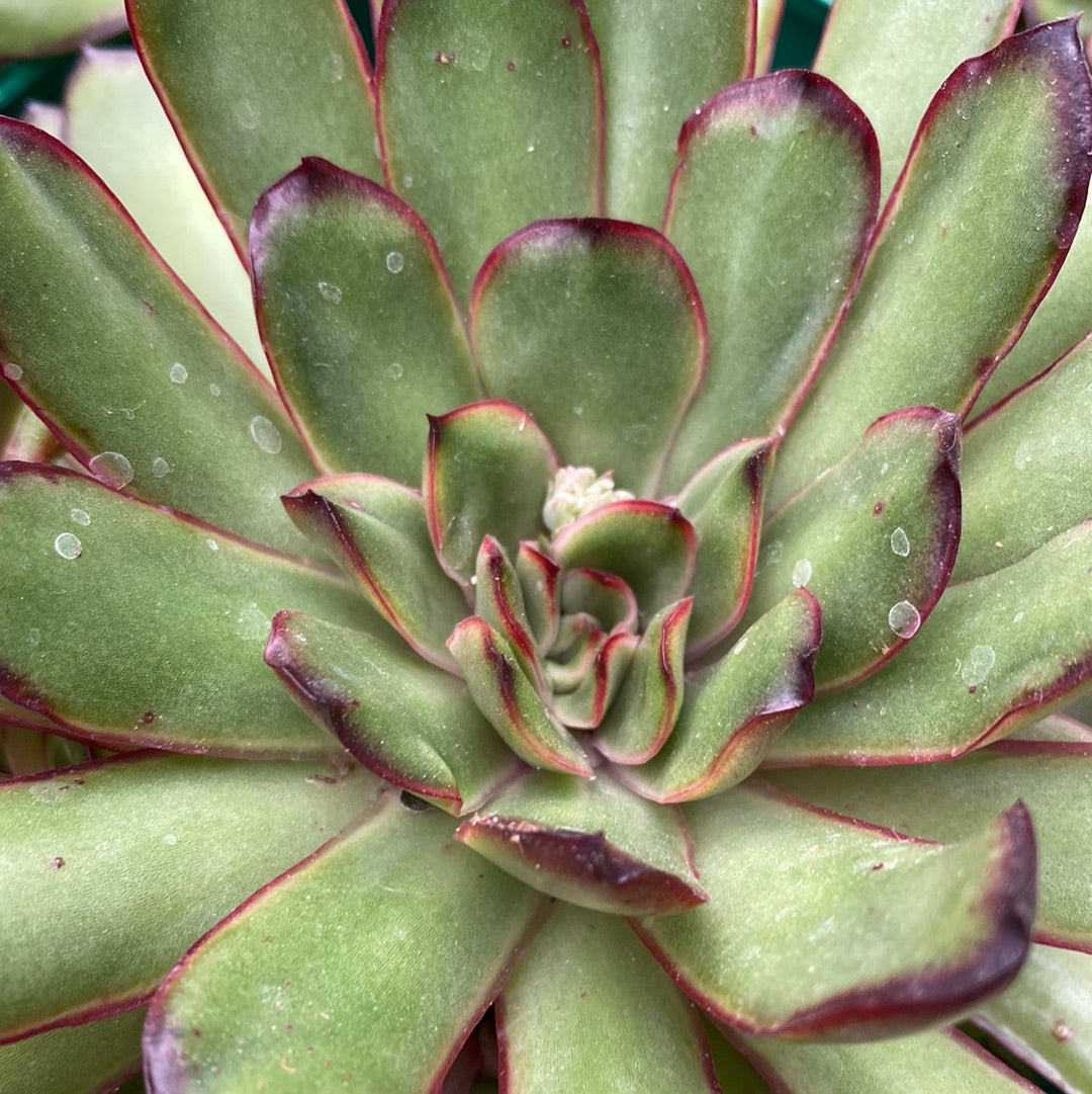 Echeveria polishis cv. Magma Pearl