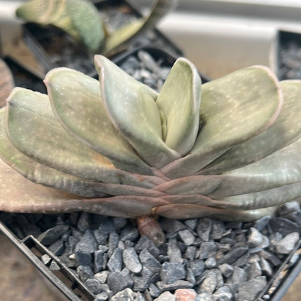Gasteria baylissiana x glomerata