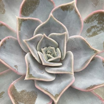 Echeveria lilacina