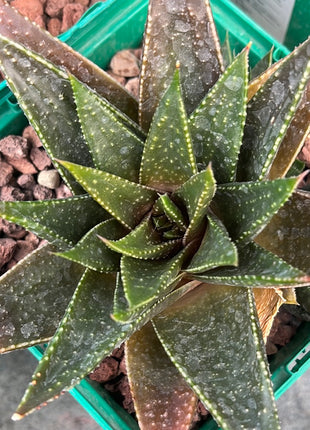 x Gasteraloe 'Beguinii'