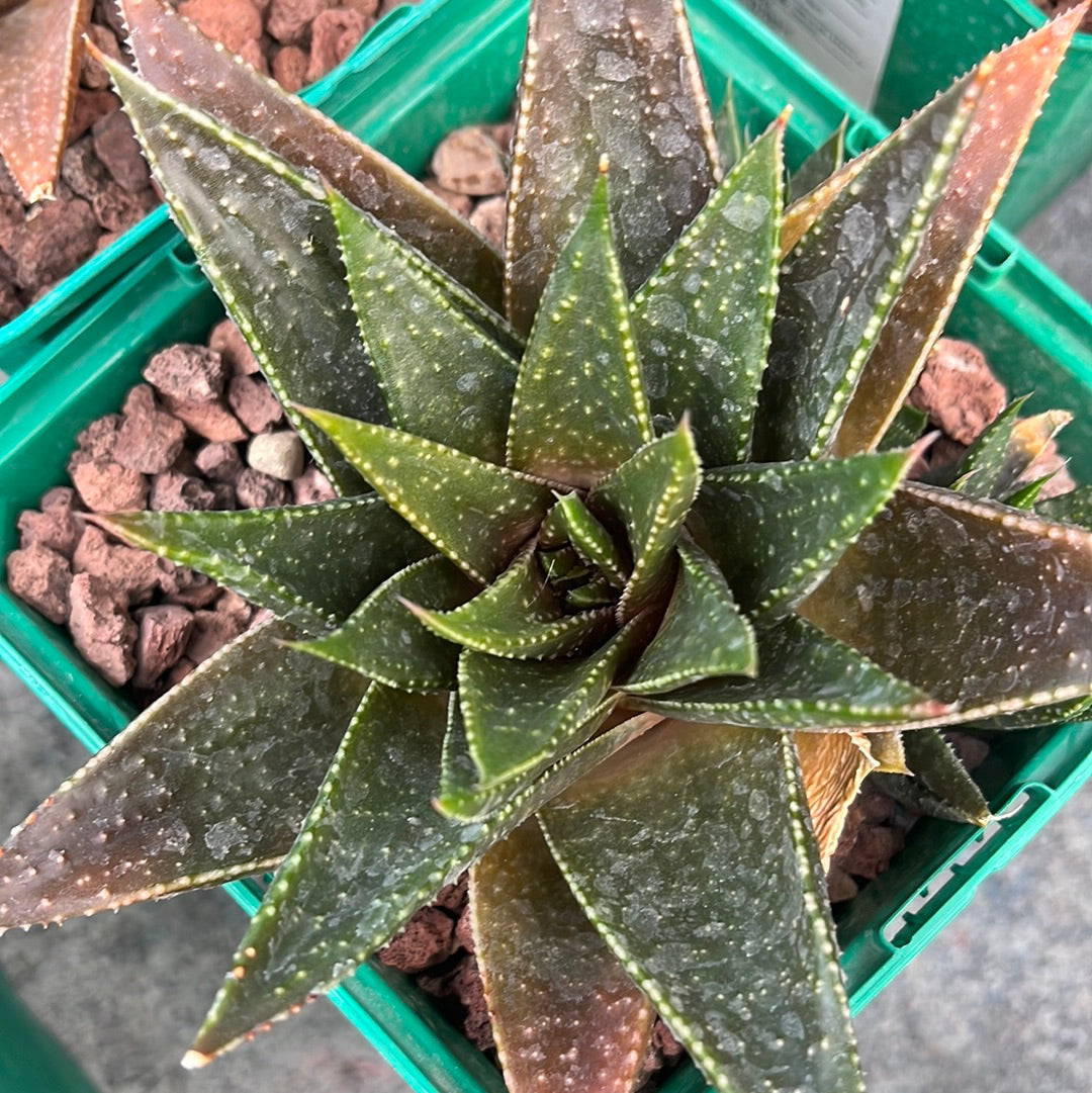 x Gasteraloe 'Beguinii'