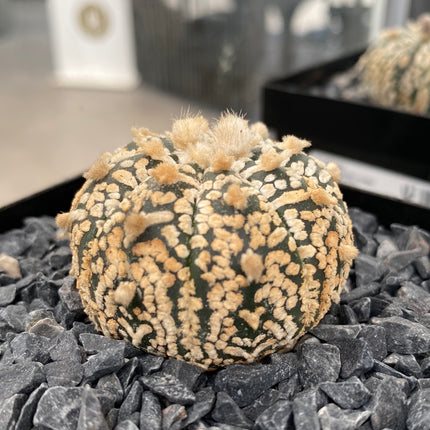 Astrophytum asterias 'SUPERKABUTO' CITES