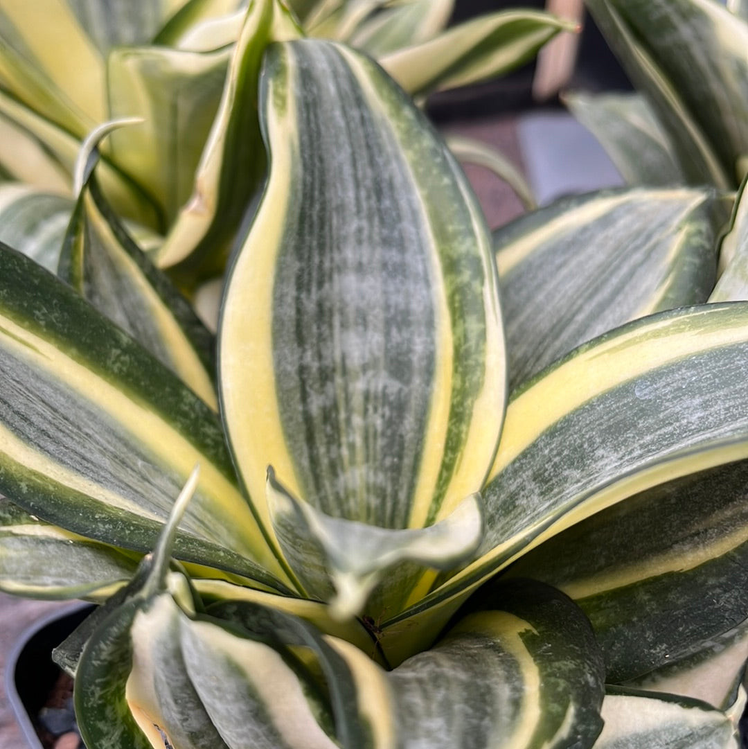 Dracaena trifasciata cv. bird nest