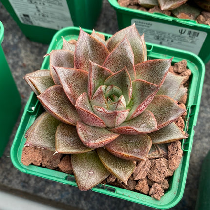 Echeveria ‘Dionysos’