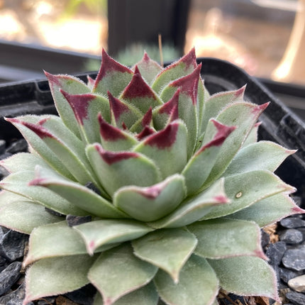 Sempervivum calcareum