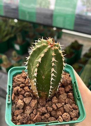 Euphorbia echinus