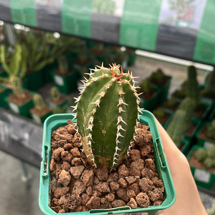 Euphorbia echinus