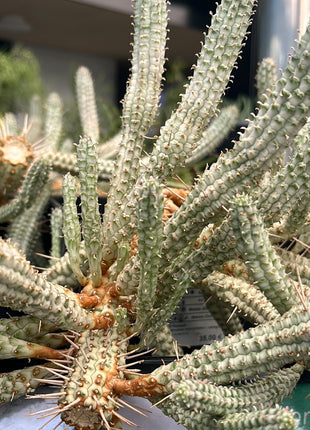 Euphorbia submammillaris variegata