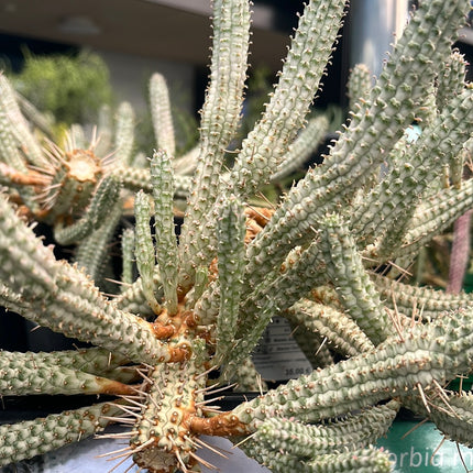 Euphorbia submammillaris variegata