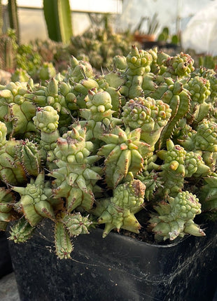 *Euphorbia horrida* f. *monstruosa*