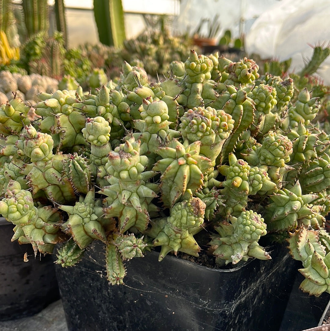 Euphorbia horrida monstruosa