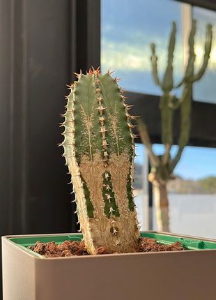 Euphorbia echinus