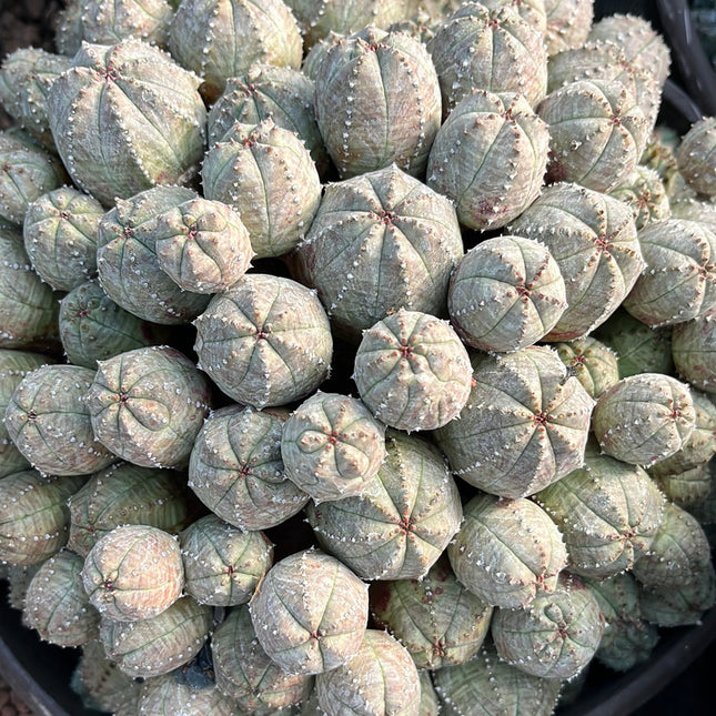 Euphorbia pseudoglobosa